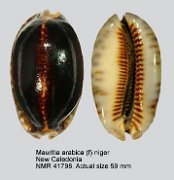 Mauritia arabica (f) niger